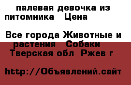 палевая девочка из питомника › Цена ­ 40 000 - Все города Животные и растения » Собаки   . Тверская обл.,Ржев г.